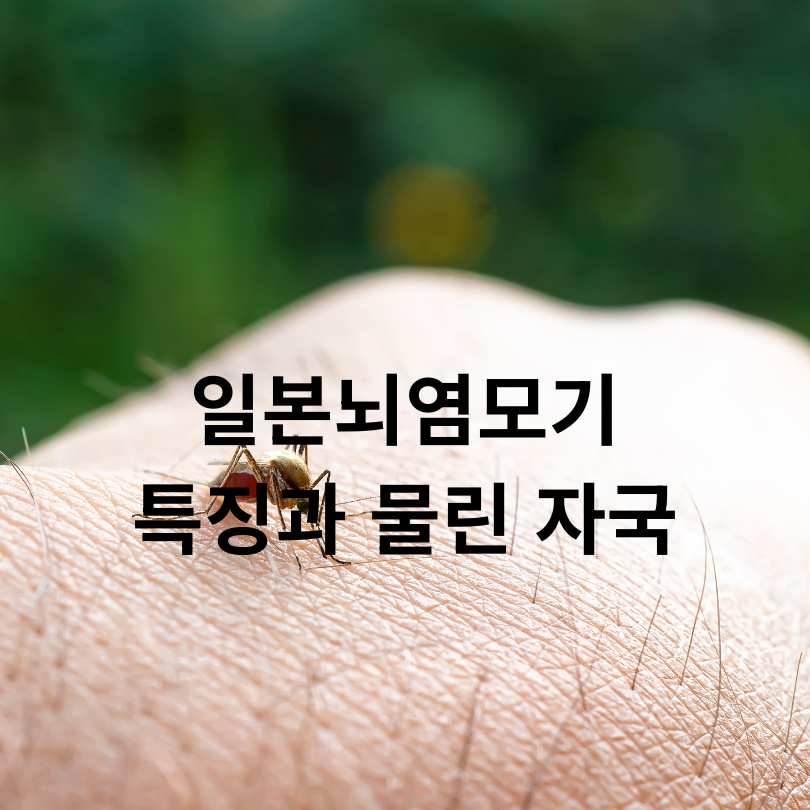 일본뇌염 증상부터 예방법