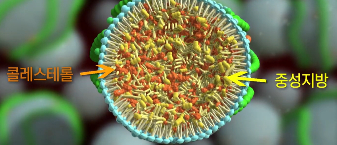 중성지방 정상수치