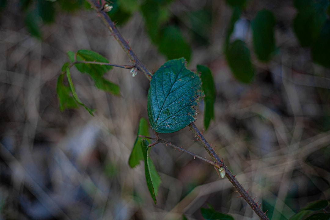 Identification