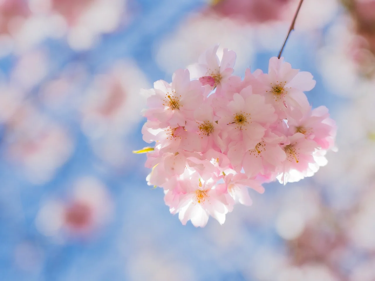 🌸2025 5월달력 무료 출력 & 직접 만드는 법까지! 가정의달 알차게 보내는 꿀팁 총정리