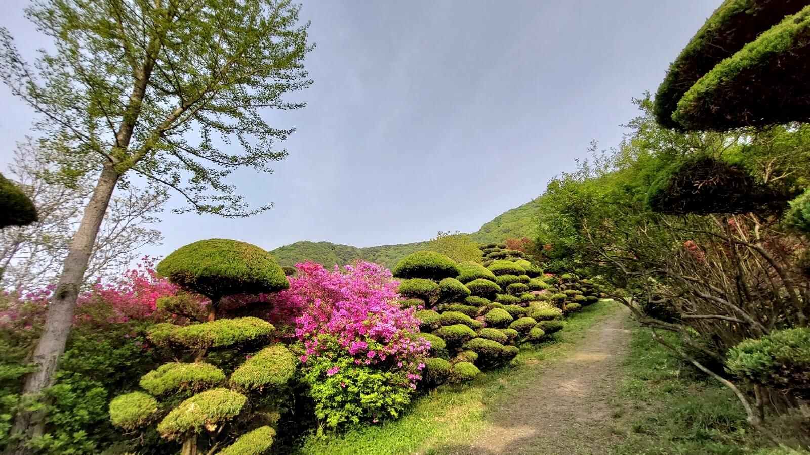 조경수