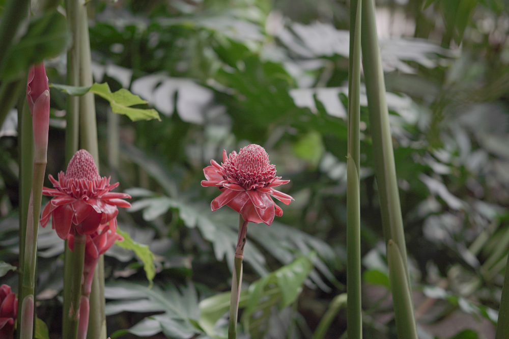 서울-식물원-내부-꽃-열대기후관