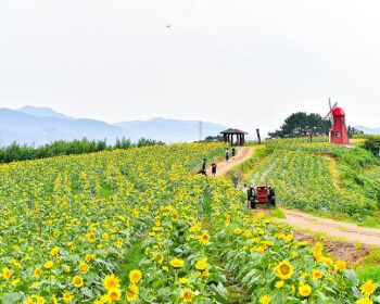 강주 해바라기 축제_1