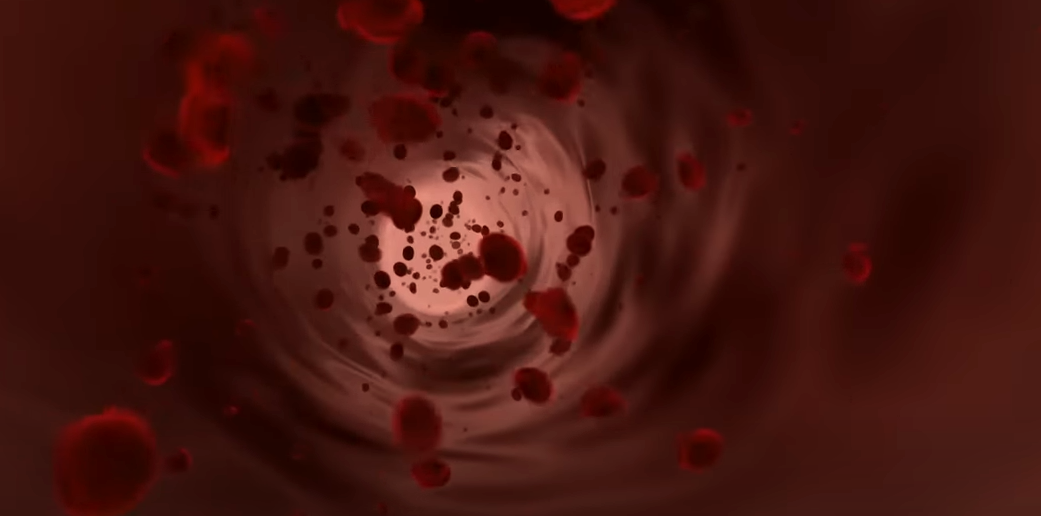 혈관 속 적혈구 사진