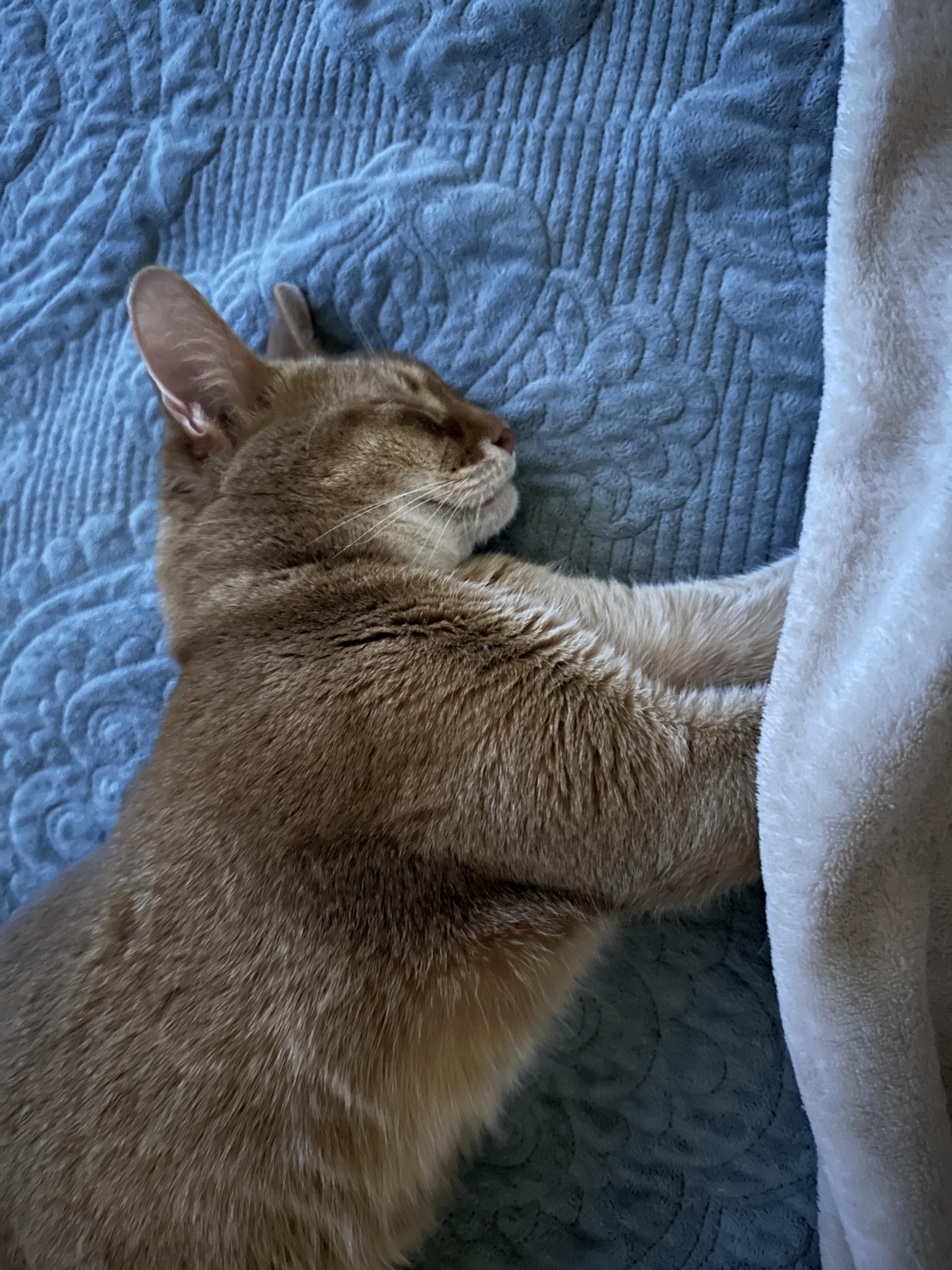 고양이 앞발 찜질은 전염되는 것인가! (feat. 다다, 루나)