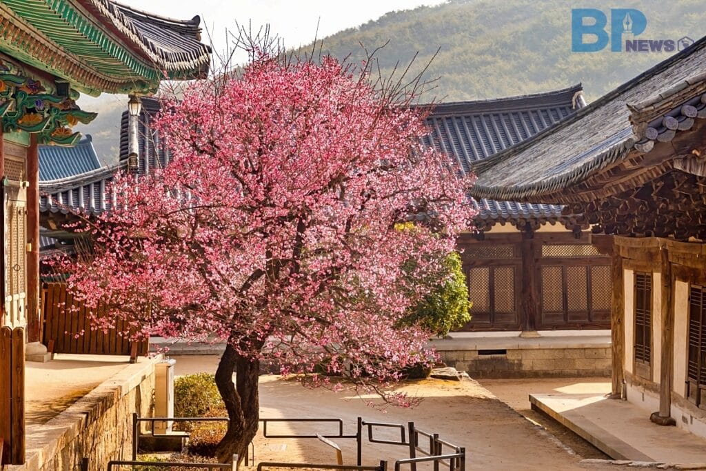 양산 통도사 자장매 : 2월에 가장 먼저 붉게 타오르는 홍매화