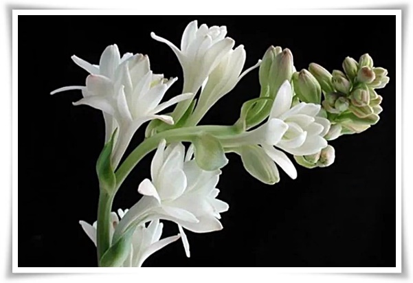 화초 &quot;튜베로즈&quot; 농염과 환락의 꽃내음, 달빛 아래 피어나는 월하향 향기의 마법!