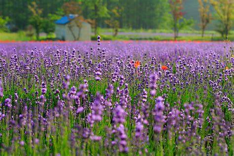 고성 라벤더 마을 축제