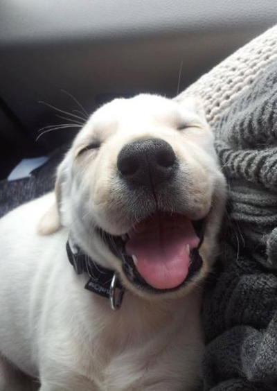 보호자의 품에 안겨 행복한 표정을 짓는 강아지모습