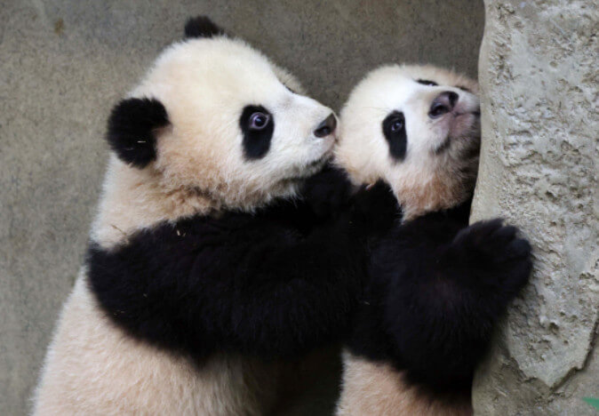 루이바오-후이바오