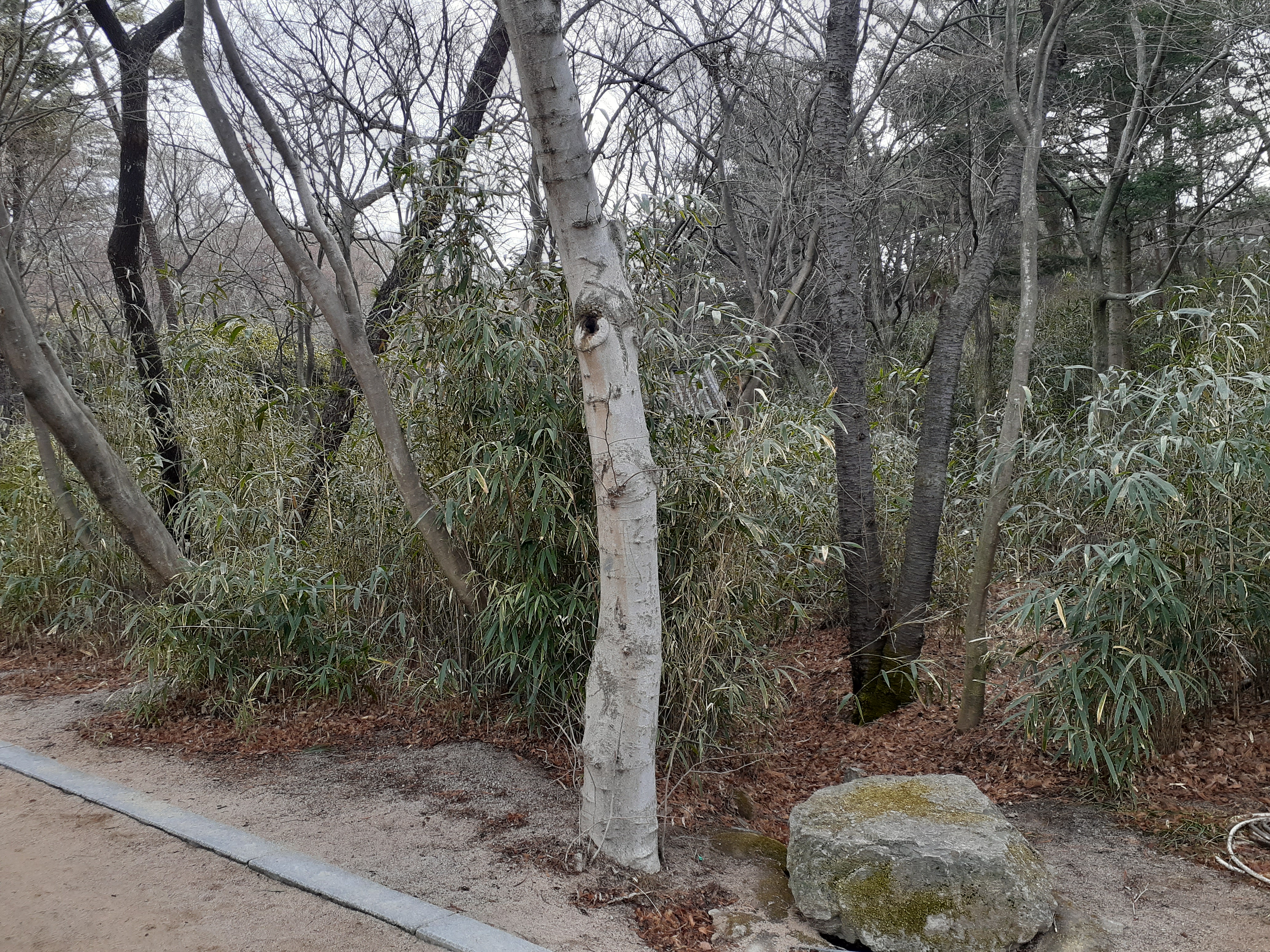 불국사