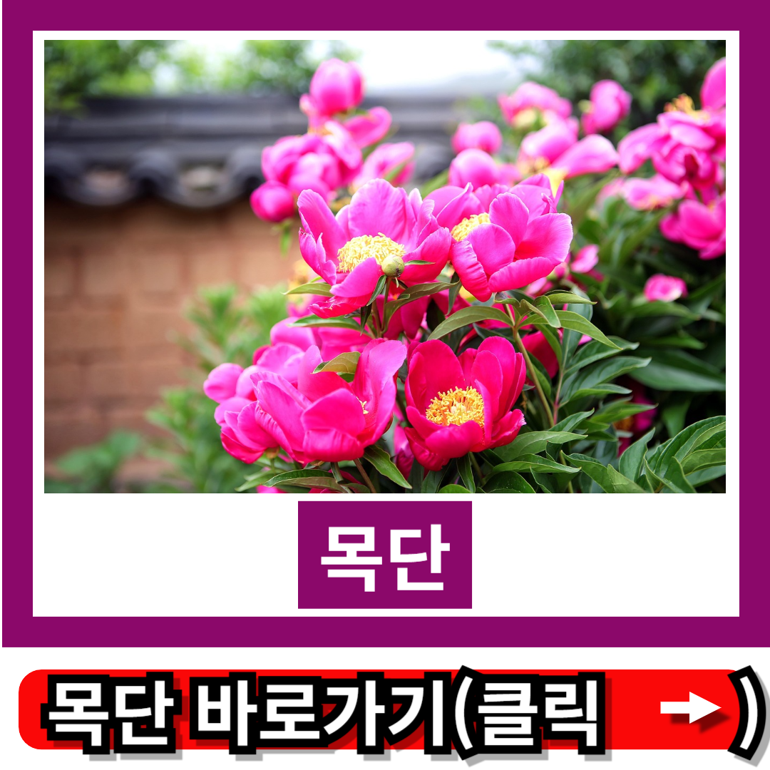 목단