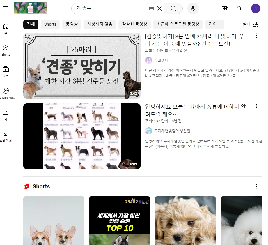 여러 유튜버들이 추천하는 반려견 관련 영상 썸네일 모음
