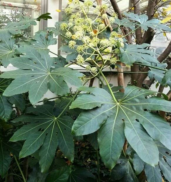 팔손이나무 키우기