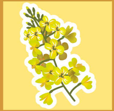 유채꽃 개화 시기