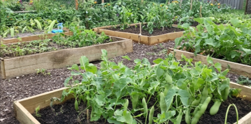 강남콩심는시기2