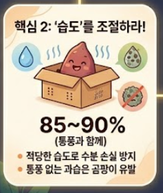 고구마 보관하는법