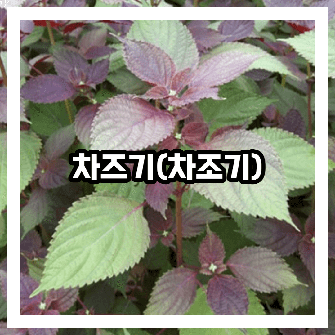 차즈기 특징 및 생김새 성분 효능 효과 채취법 이용법 먹는법 총정리