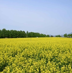 구리 유채꽃축제