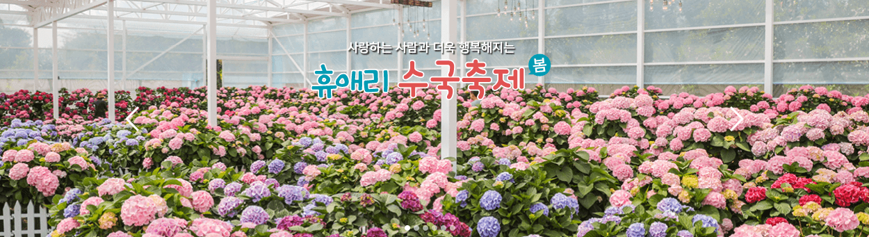 휴애리여름수국축제