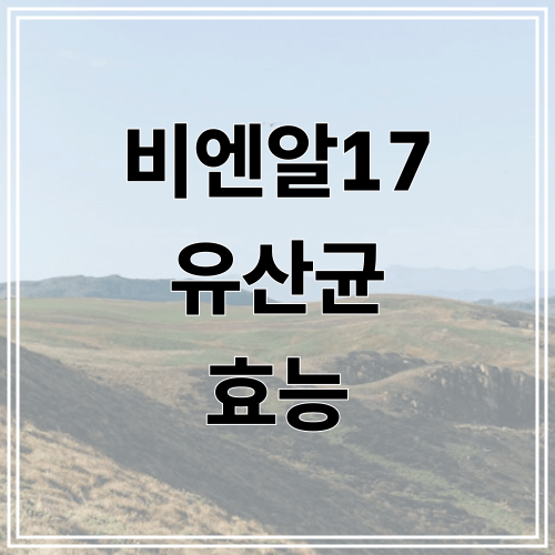 비엔알17 유산균 효능