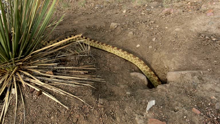 집에 뱀 나오는 꿈