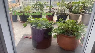 물냉이 재배 수경 재배 물 갈이 그늘 자리 잡기_8