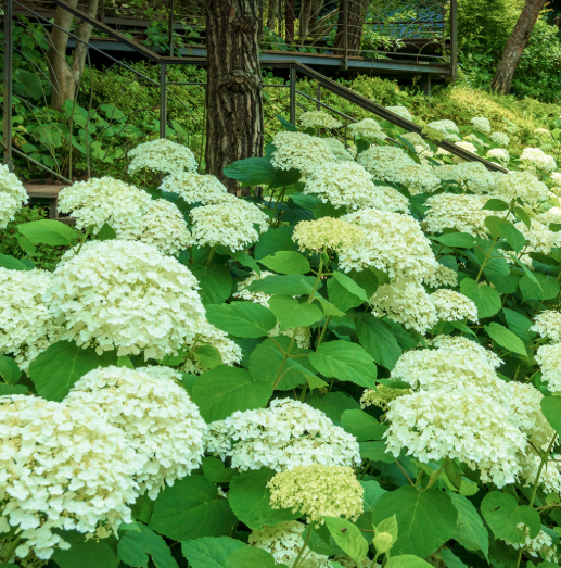 화담숲 수국축제 7월