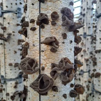 목이버섯 재배 원목 재배 수분 관리 위생 관리_4