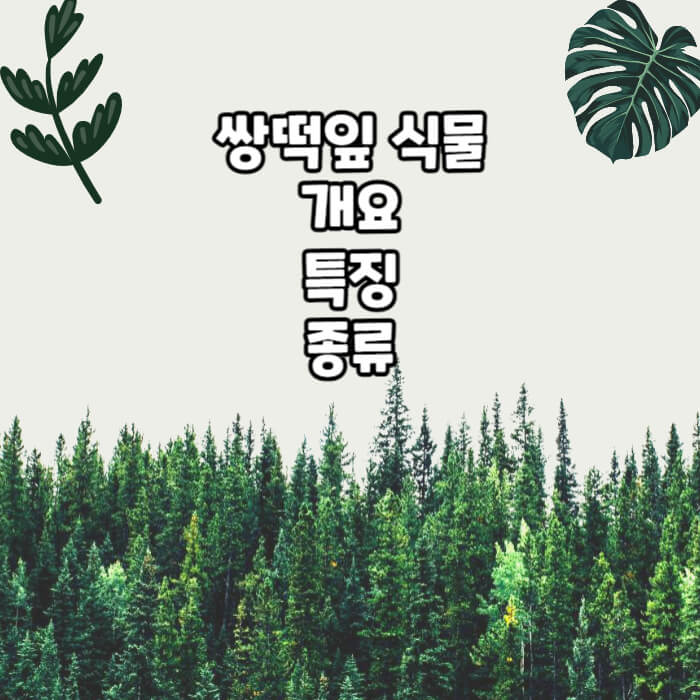 쌍떡잎 식물