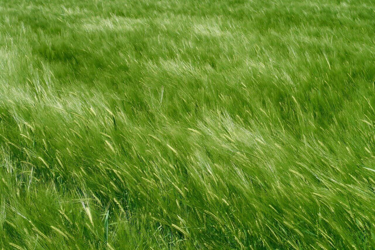 고창 학원농장 청보리밭