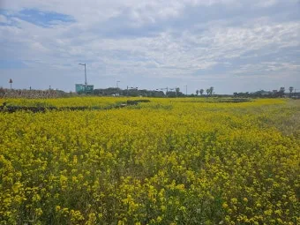 유채 재배 가을 파종 겨울 보온 봄 개화_31