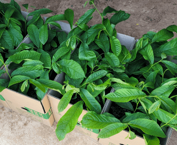 포포 나무 열매 효능