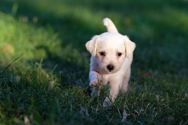 canine atopic dermatitis