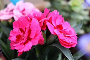 #가정의달 #어버이날선물추천 #스승의날선물 #성년의날 #부부의날선물 #5월선물추천 #선물고민 #기념일선물 #선물추천기