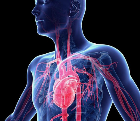 아르기닌-효능-심장
