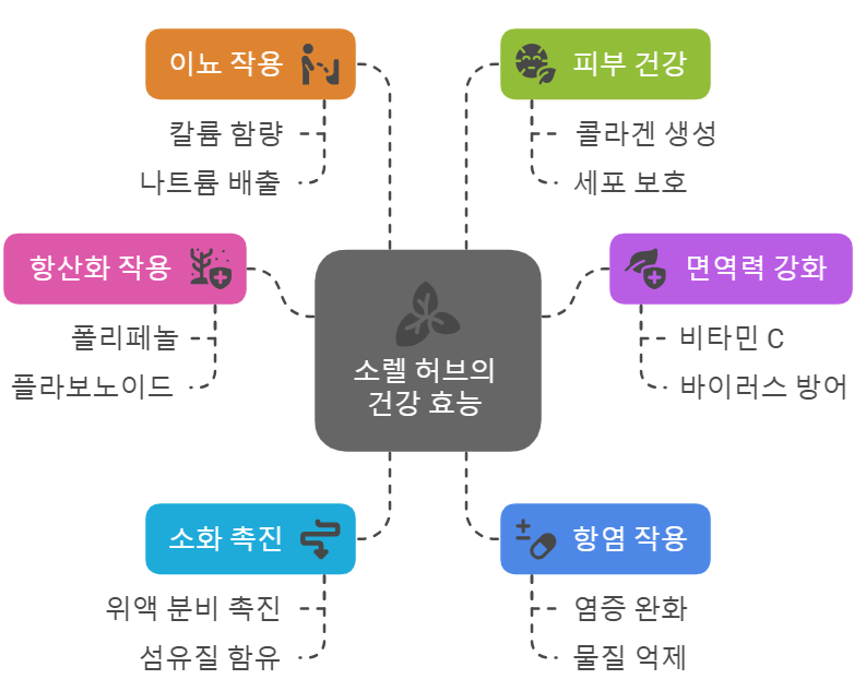 소렐 허브 효능