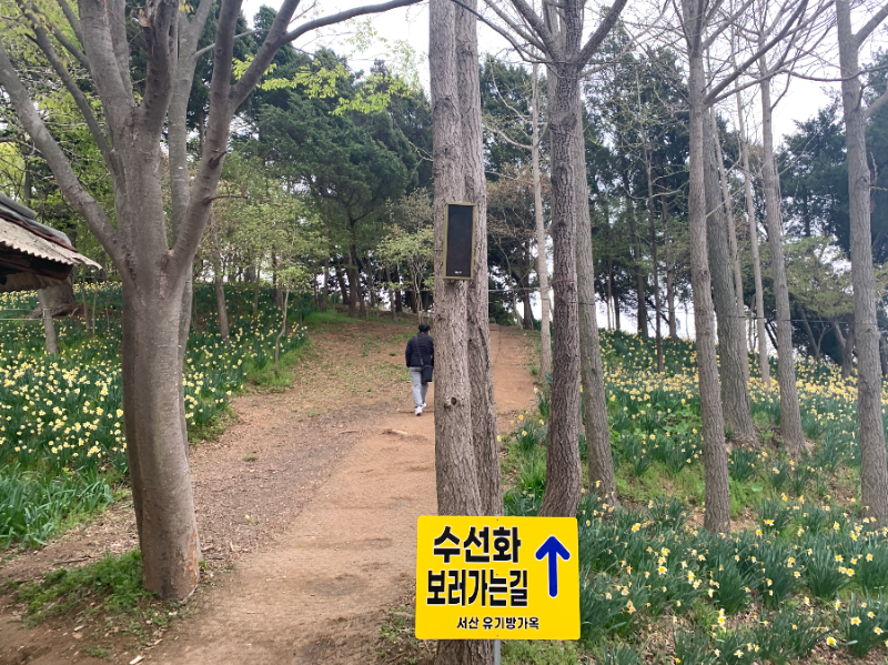 유기방 가옥-수선화 보러 가는길