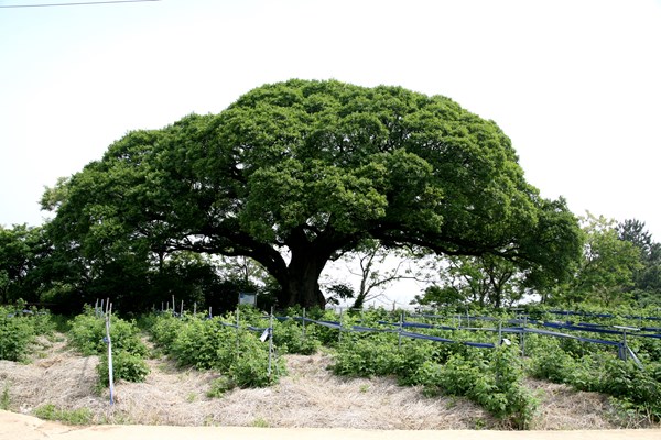 드라마 이상한 변호사 우영우 촬영지 - 팽나무 천연기념물