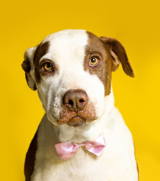 보호소 입양 캠페인 관련 사진