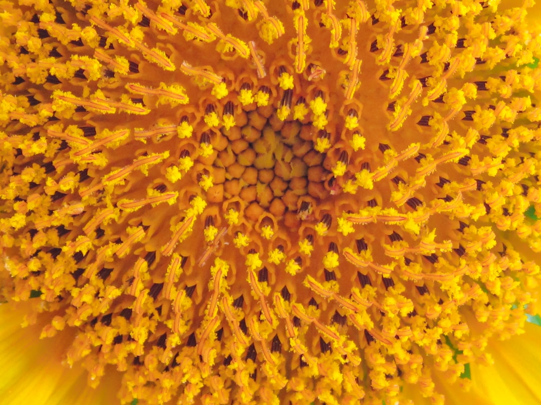 pollen