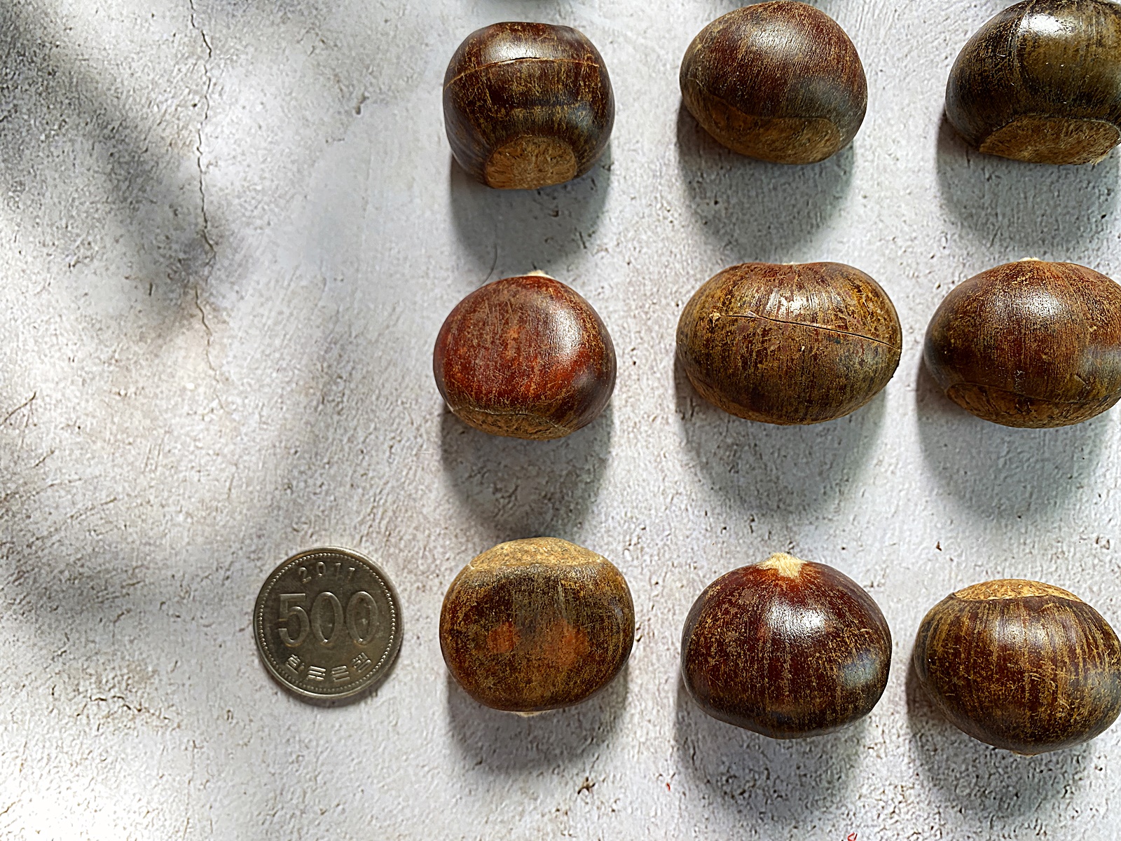 약단밤 밤알 크기