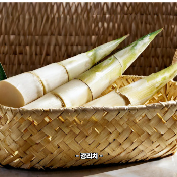 죽순 채취 시기