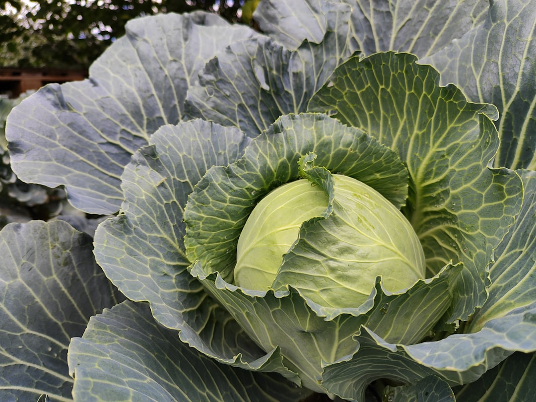 Cabbage price - fluctuation.
