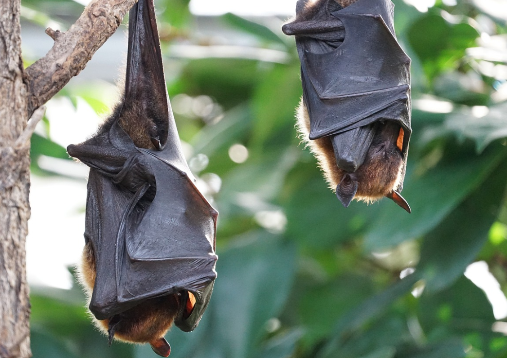 박쥐는 전부 눈이 멀었다? – 박쥐의 시력에 대한 진실