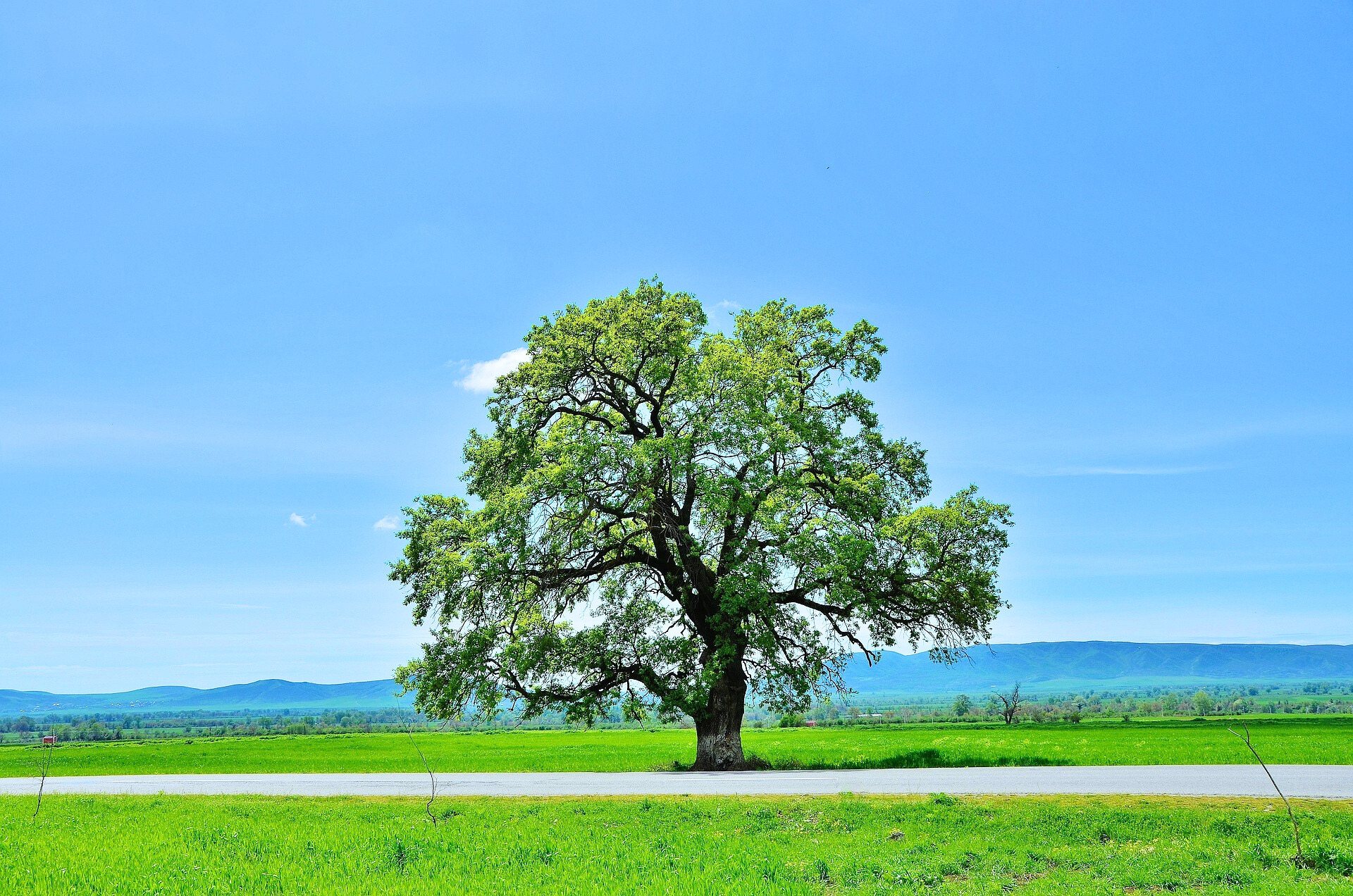 나무 산 자연 관련 사진