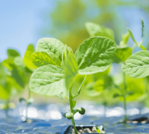 메주콩 심는 시기 (파종시기) 심는 방법 (재배 법) 및 수확 시기 알아보기