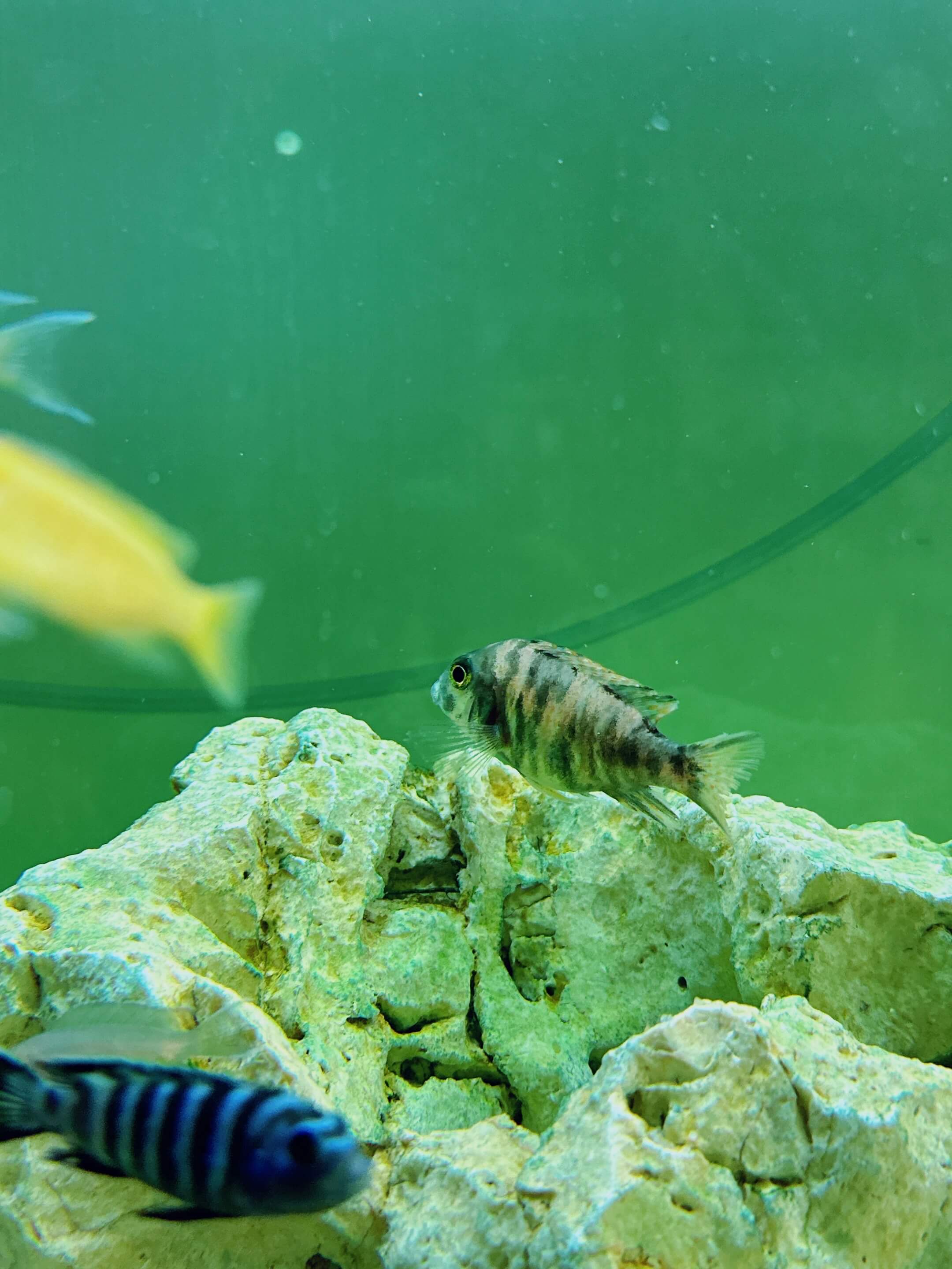 피콕시클리드사진