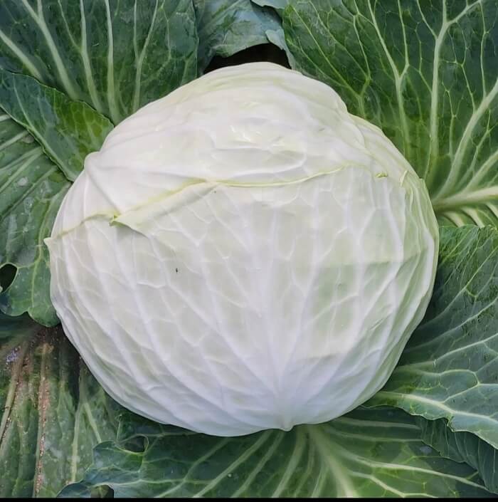 양배추
