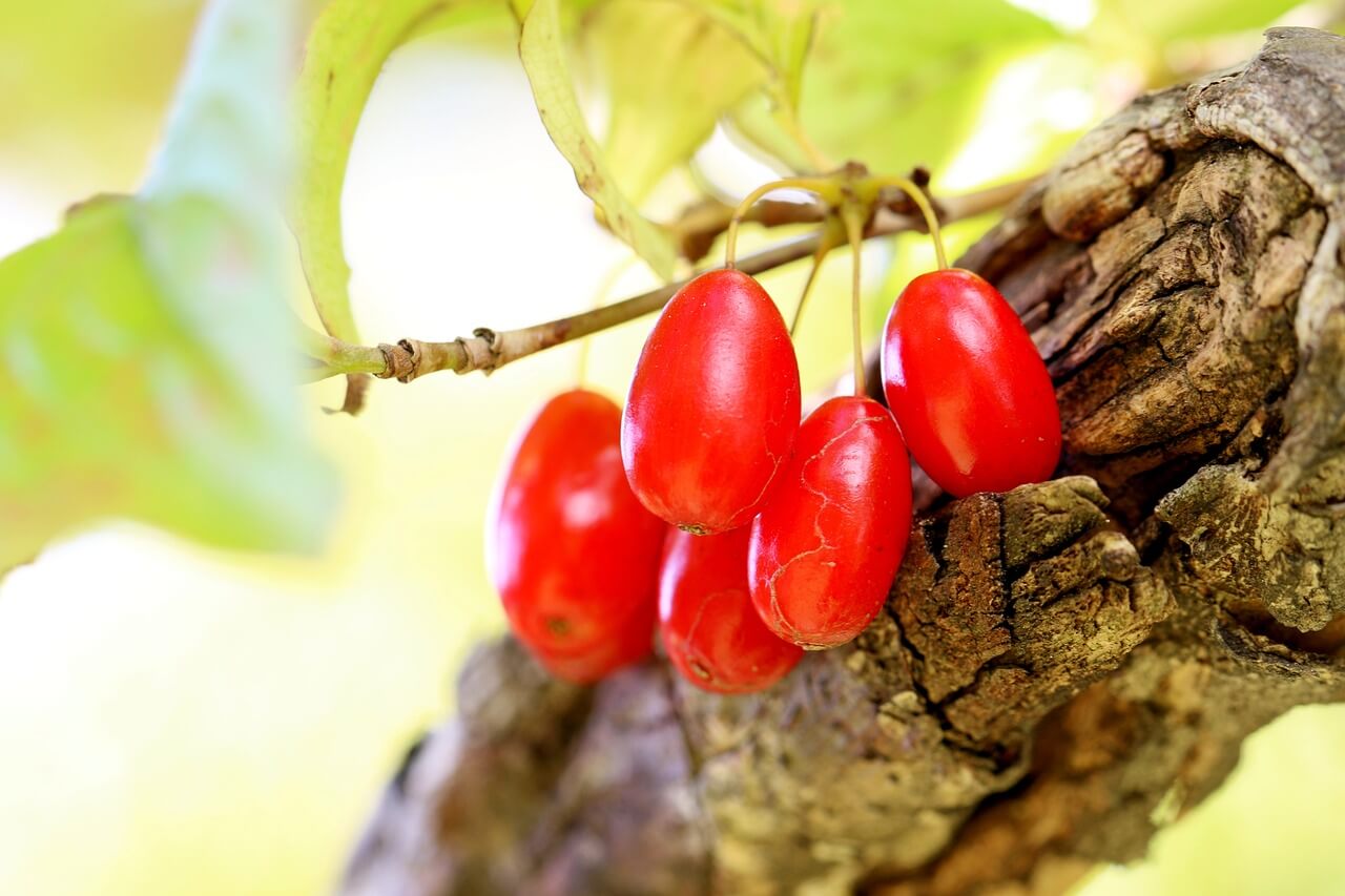 2025 광주 충장축제 일정